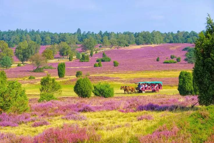Landschaft mit lila blühender Heide, gelben Grasflächen, vereinzelten Büschen und Bäumen; rechts ein pferdegezogener Wagen mit Personen