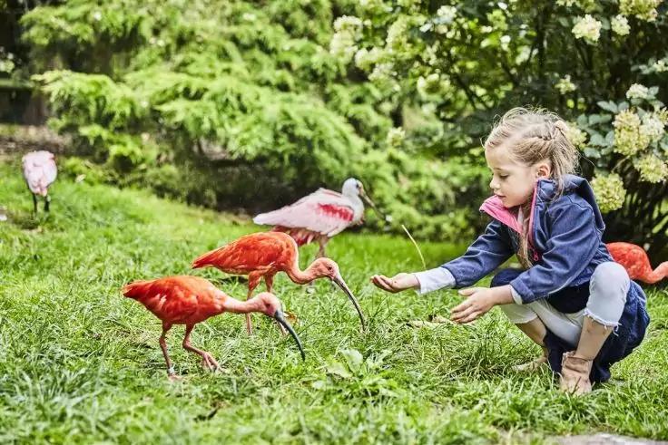 Ein Mädchen hockt auf dem Gras und streckt die Hand zu drei roten Vögeln mit langen, gebogenen Schnäbeln; im Hintergrund Bäume und Sträucher