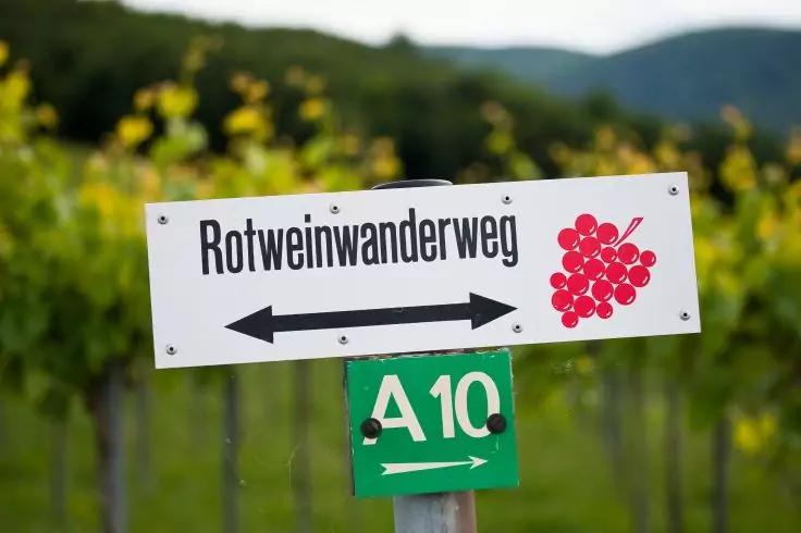 Schild mit der Aufschrift 'Rotweinwanderweg', Pfeil nach links und rechts, Trauben‑Symbol, gr&uuml;nes Schild 'A10' darunter, Weinreben und H&uuml;gel im Hintergrund