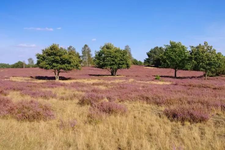 Lila bl&uuml;hendes Feld, vereinzelte B&auml;ume in der Mittellinie, gelb-braunes Gras im Vordergrund, blauer Himmel mit wenigen Wolken