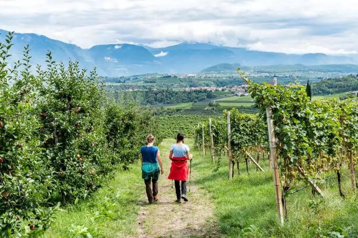 Zwei Personen gehen auf einem Erdweg zwischen Rebzeilen und Sträuchern, im Hintergrund Felder, Häuser und Berge unter bewölktem Himmel