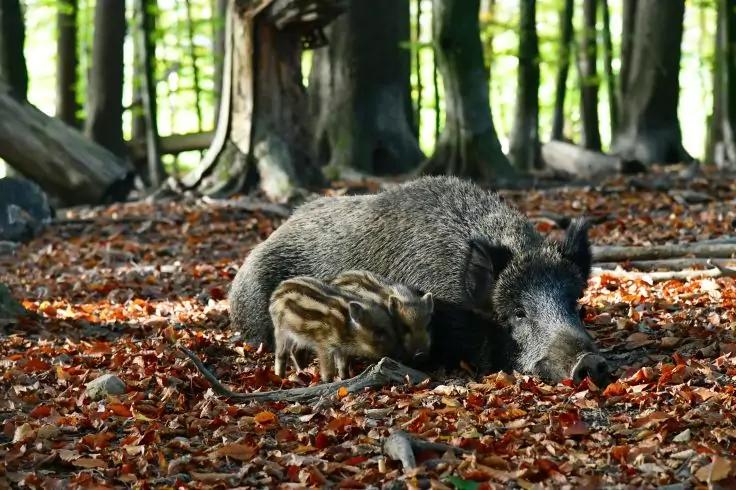 Ein Wildschwein liegt auf Laub im Wald, daneben ein gestreifter Frischling