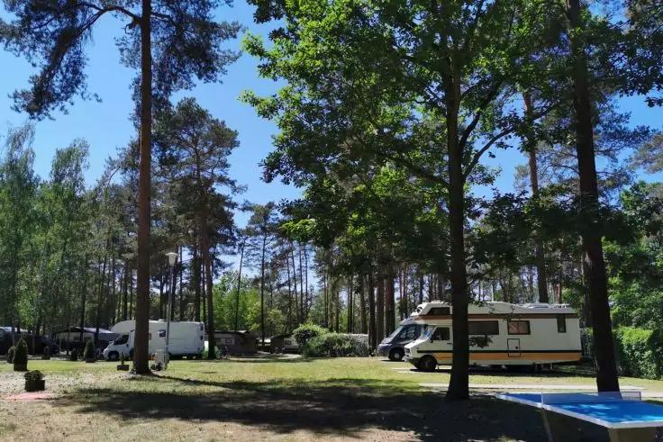 Mehrere Wohnmobile auf einer grasbewachsenen Lichtung zwischen hohen Kiefern, im Vordergrund ein blauer Tisch, blauer Himmel