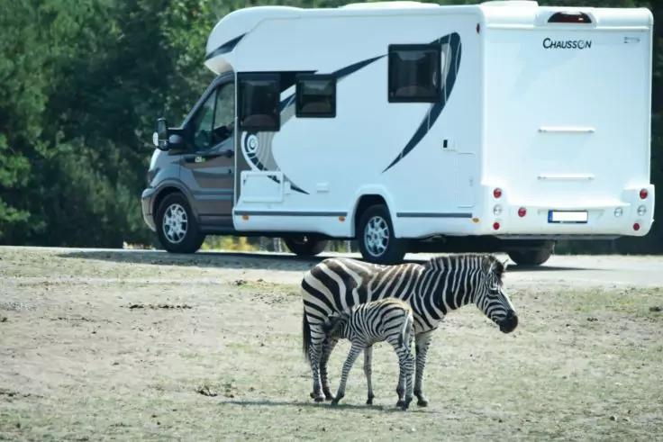 Ein erwachsenes Zebra und ein Junges stehen nebeneinander auf trockenem Boden vor einem wei&szlig;en Wohnmobil; B&auml;ume im Hintergrund
