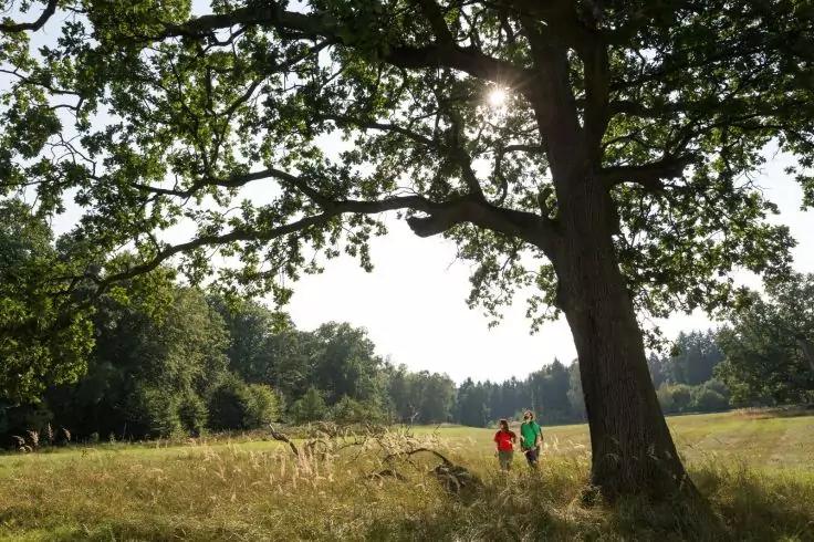Gro&szlig;er Laubbaum im Vordergrund &uuml;ber einer Wiese; zwei Personen in roten und gr&uuml;nen Jacken gehen in der Ferne; Waldrand im Hintergrund