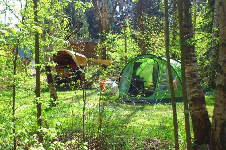 Gr&uuml;nes Kuppelzelt auf einer Waldlichtung, links ein h&ouml;lzerner Wagen mit gelber Plane, umgeben von Birken und gr&uuml;nem Unterwuchs