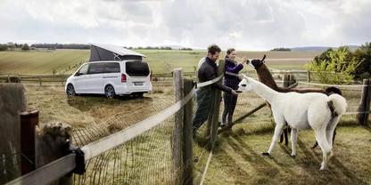 Zwei Erwachsene und ein Kind stehen an einem Holzzaun und strecken die H&auml;nde zu zwei wei&szlig;en Alpakas; im Hintergrund ein wei&szlig;er Campervan auf einer Wiese, h&uuml;gelige Landschaft und bew&ouml;lkter Himmel
