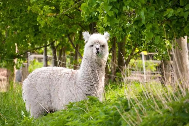 Wei&szlig;es Alpaka steht auf gr&uuml;nem Gras, mit B&auml;umen und Holzzaunpf&auml;hlen im Hintergrund
