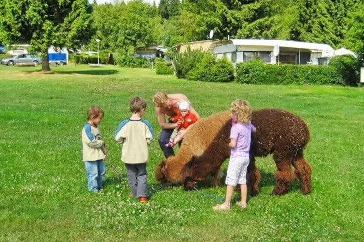 Vier Kinder auf einer gr&uuml;nen Wiese neben zwei braunen Alpakas, im Hintergrund niedrige Geb&auml;ude und B&auml;ume