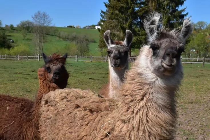 Drei br&auml;unlich-beige Kameliden auf einer Wiese, im Hintergrund B&auml;ume, ein H&uuml;gel mit H&auml;usern und blauer Himmel
