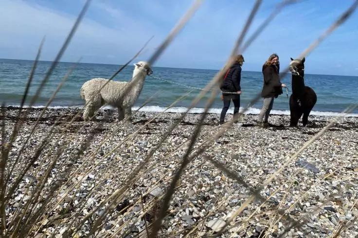 Kiesstrand mit Meer im Hintergrund, zwei Personen und zwei Alpakas am Ufer, Strandgr&auml;ser im Vordergrund, blauer Himmel