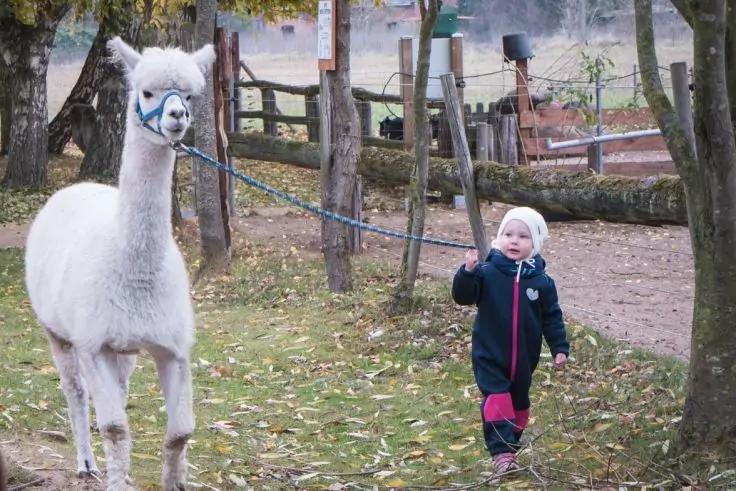 Ein Kind in dunklem Schneeanzug und wei&szlig;er M&uuml;tze h&auml;lt eine Leine, an der ein wei&szlig;es Alpaka steht, neben B&auml;umen und einem Holzzaun auf gras- und laubbedecktem Boden