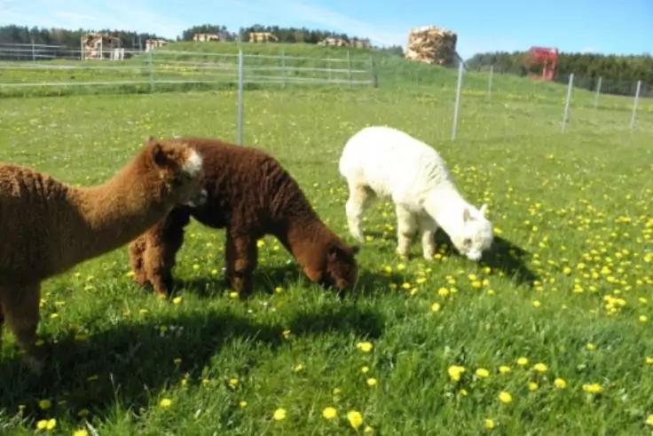 Drei Alpakas, zwei braun und eins wei&szlig;, grasen auf einer Wiese mit gelben Blumen, vor einem Zaun und H&auml;usern in der Ferne