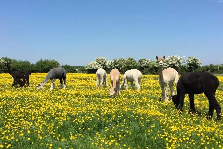 Mehrere Alpakas auf einer Wiese mit gelben Blumen, im Hintergrund niedrige B&uuml;sche und blauer Himmel