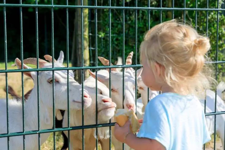 Kind mit blonden Haaren steht an einem Metallzaun und h&auml;lt ein St&uuml;ck Brot, mehrere Ziegen stecken ihre K&ouml;pfe durch den Zaun