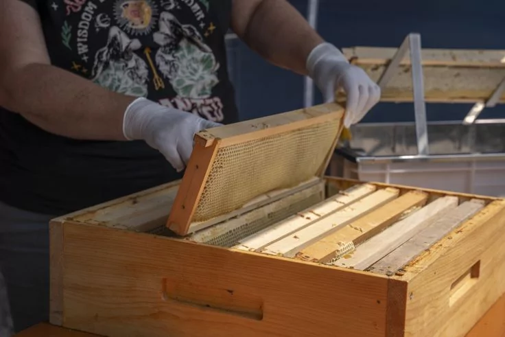 Person mit wei&szlig;en Handschuhen hebt einen rechteckigen Holzrahmen aus einer offenen h&ouml;lzernen Kiste mit mehreren Rahmen; tr&auml;gt ein schwarzes T‑Shirt mit Aufdruck