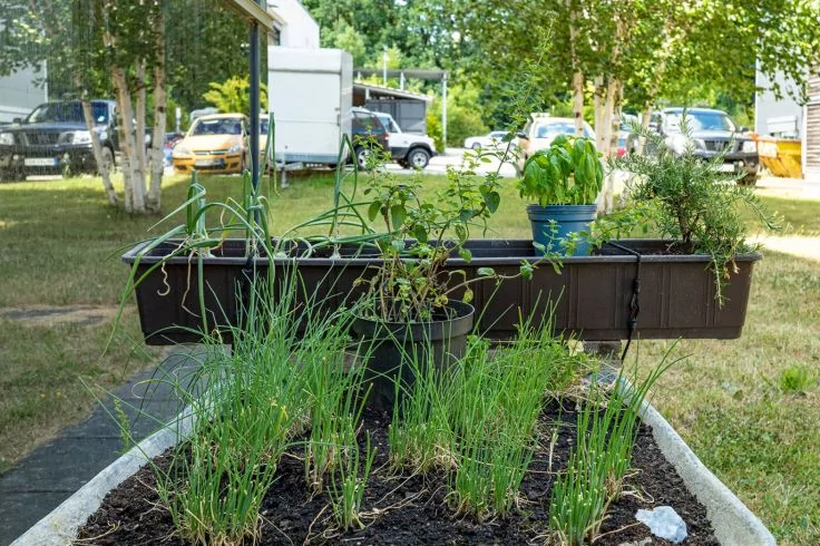 Erh&ouml;hte rechteckige Pflanzkiste mit mehreren gr&uuml;nen Pflanzen und einem blauen Blumentopf; davor ein steinumrandetes Beet mit dicht stehenden gr&uuml;nen Pflanzen; im Hintergrund Rasen, B&auml;ume und geparkte Fahrzeuge