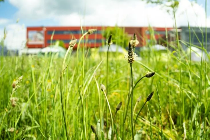 Vordergrund: gr&uuml;ne Wiese mit hohem Gras und &Auml;hrchen; Hintergrund: unscharfer roter Zug und blauer Himmel mit Wolken