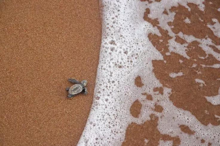 Schildkrötenjunges auf sandigem Strand neben schäumender Brandung