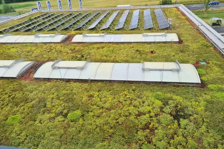 Gründach mit niedriger Vegetation, mehreren länglichen Lichtkuppeln und Reihen von Solarmodulen im Hintergrund