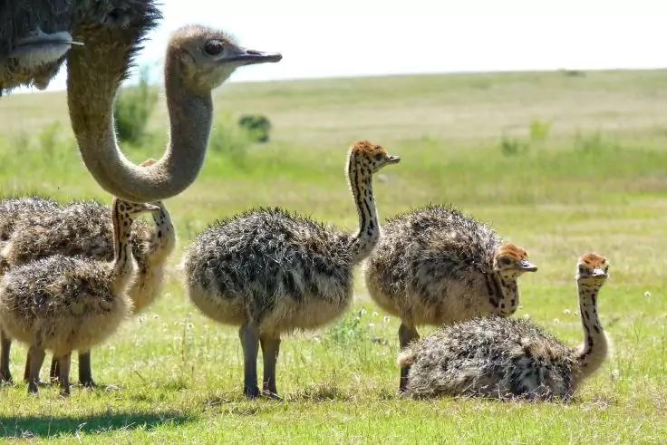 Kopf und Hals eines erwachsenen Strau&szlig;es links, mehrere Strau&szlig;k&uuml;ken auf kurzem Gras, eines liegt, offene grasbewachsene Fl&auml;che im Hintergrund