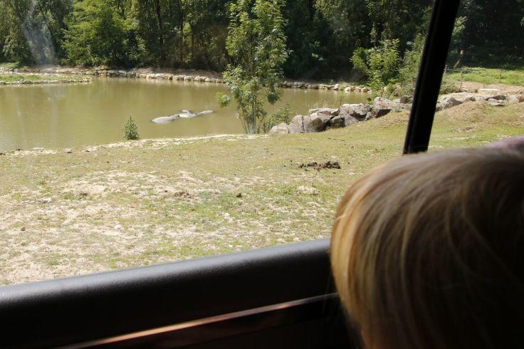 Blondes Kind von hinten an einem Autofenster, Sicht auf einen Teich mit wei&szlig;en V&ouml;geln, grasbewachsene Uferb&ouml;schung und B&auml;ume im Hintergrund