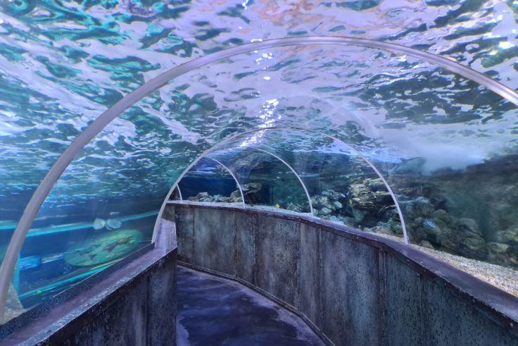 Gebogener transparenter Tunnel mit Glasgew&ouml;lbe, dar&uuml;ber Wasseroberfl&auml;che, Felsen und schwimmende Fische sichtbar