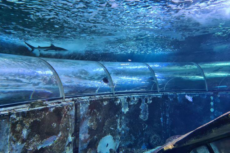 Gebogener transparenter Aquariumtunnel mit Wasser dar&uuml;ber, Haie schwimmen oberhalb, Tunnelinnenraum sichtbar
