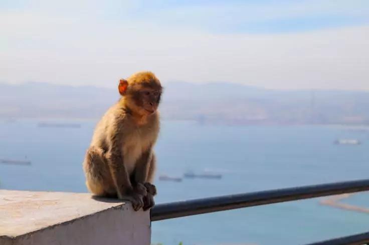 Ein Affe sitzt auf einer Mauer neben einem Metallgel&auml;nder, im Hintergrund Meer mit mehreren Schiffen und entfernten H&uuml;geln unter blauem Himmel