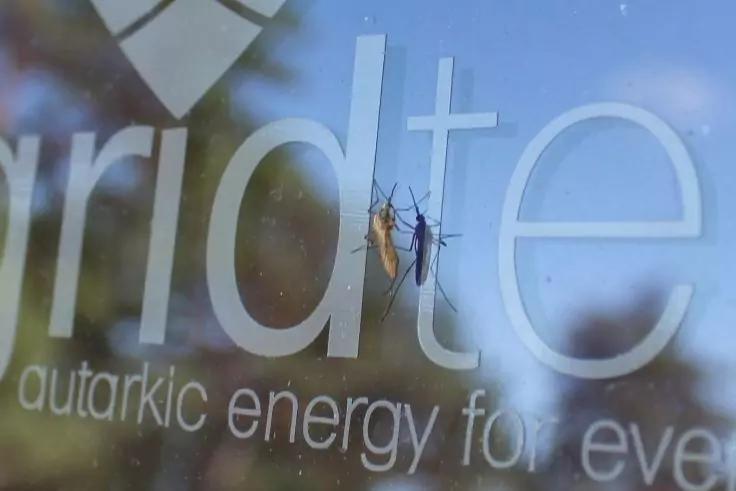 Zwei Insekten auf einer Glasfl&auml;che vor wei&szlig;en Druckbuchstaben; unscharfer gr&uuml;ner und brauner Hintergrund