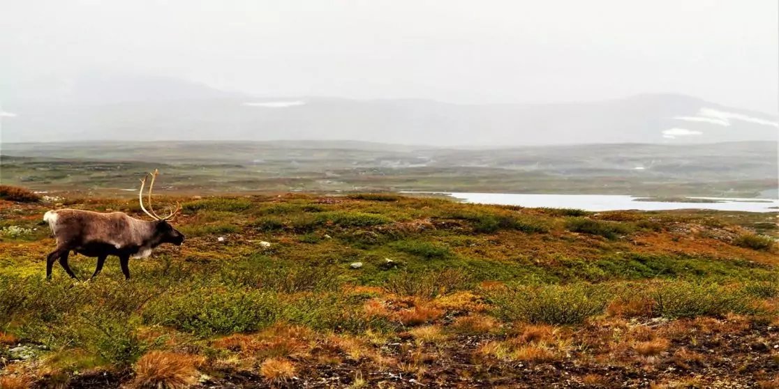 Ein Rentier auf mooriger Tundra mit Gr&auml;sern und kleinen Seen, neblige H&uuml;gel im Hintergrund