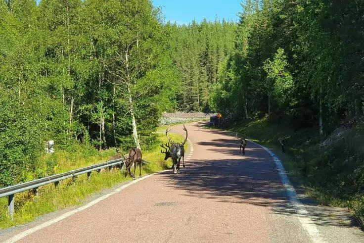 Drei Hirsche mit Geweihen laufen auf einer asphaltierten Landstra&szlig;e, links und rechts B&auml;ume