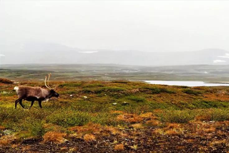 Rentier mit Geweih l&auml;uft &uuml;ber moorige Graslandschaft, kleiner See und neblige H&uuml;gel im Hintergrund
