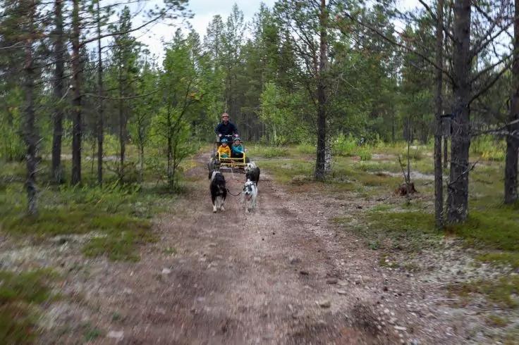 Person auf einem Gel&auml;ndefahrzeug auf einem Waldweg, zwei Hunde vor dem Fahrzeug, Nadelb&auml;ume und moosiger Waldboden