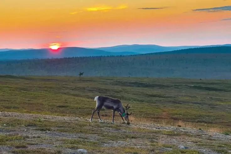 Ein Rentier grast auf einer offenen Grasfl&auml;che; ein weiteres Rentier ist in der Ferne sichtbar. Orangefarbener Sonnenuntergang am Horizont, mehrschichtige H&uuml;gel im Hintergrund