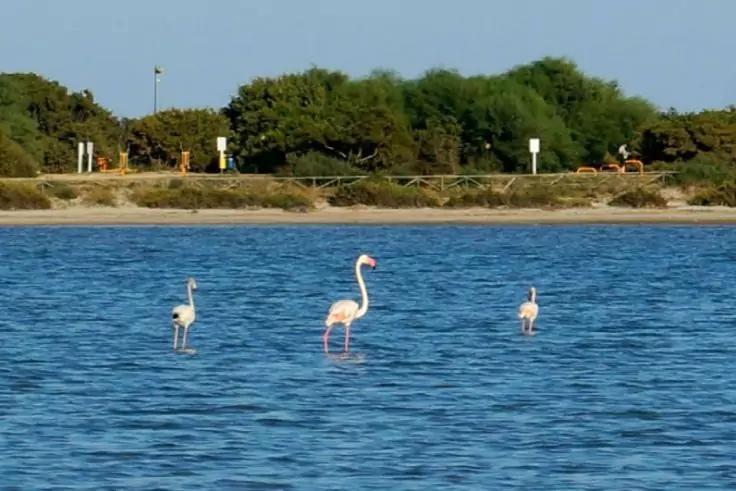 Drei Flamingos stehen in flachem blauem Wasser vor einer bewachsenen K&uuml;stenlinie unter klarem Himmel