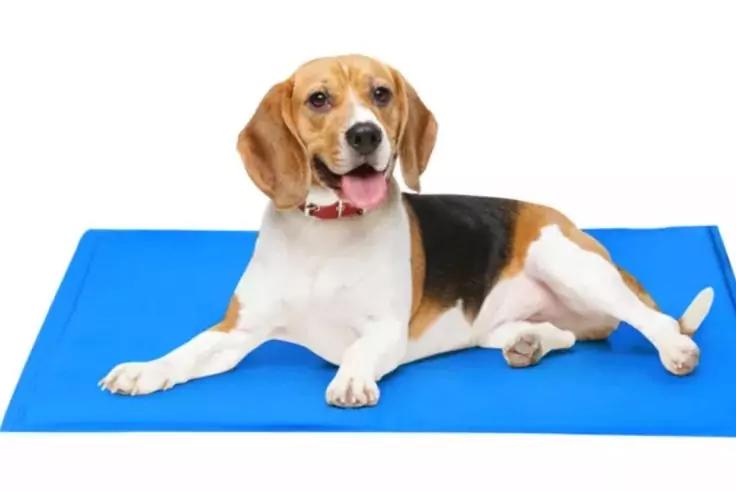 Le tapis rafraîchissant est rempli d'un gel qui régule la température du corps lorsqu'on le touche. edco