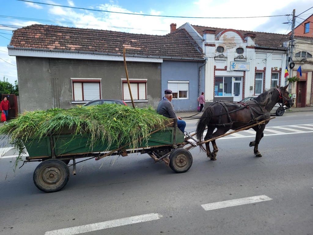 Pferd zieht einen Anh&auml;nger voller geschnittenem Gras, ein Mann sitzt auf dem Wagen, Stra&szlig;e und H&auml;user im Hintergrund