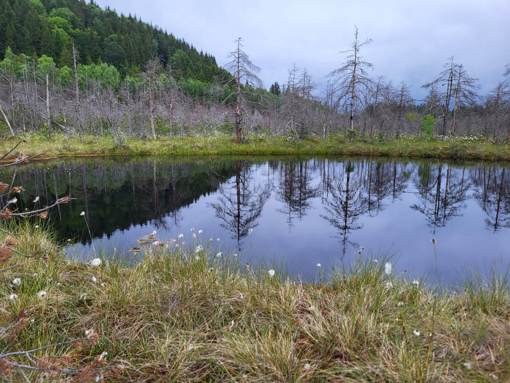 Teich mit Spiegelung blattloser B&auml;ume, grasbewachsene Vordergrund mit wei&szlig;en Wollgrasbl&uuml;ten, bewaldeter Hang links, bew&ouml;lkter Himmel