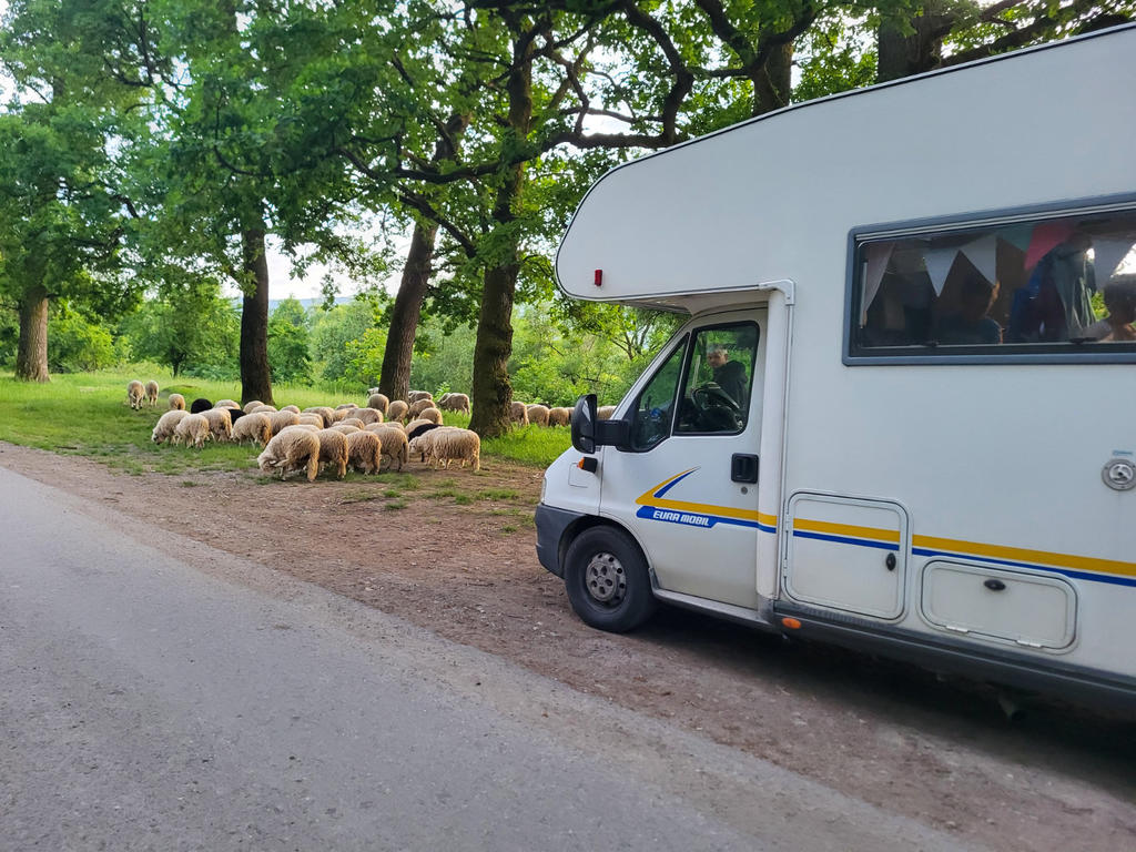 Wei&szlig;es Wohnmobil am Stra&szlig;enrand; mehrere Schafe grasen unter B&auml;umen auf einem Grasstreifen