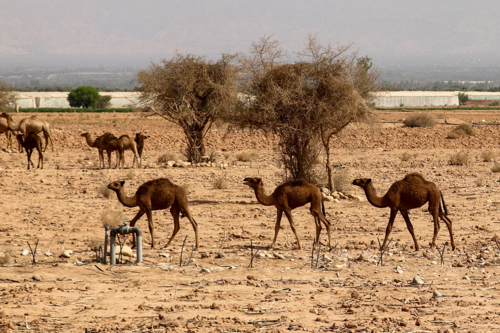 Drei Kamele im Vordergrund auf einer trockenen, sandigen Fl&auml;che mit vereinzelten B&uuml;schen und B&auml;umen, eine Metallstruktur im Vordergrund und weitere Kamele im Hintergrund