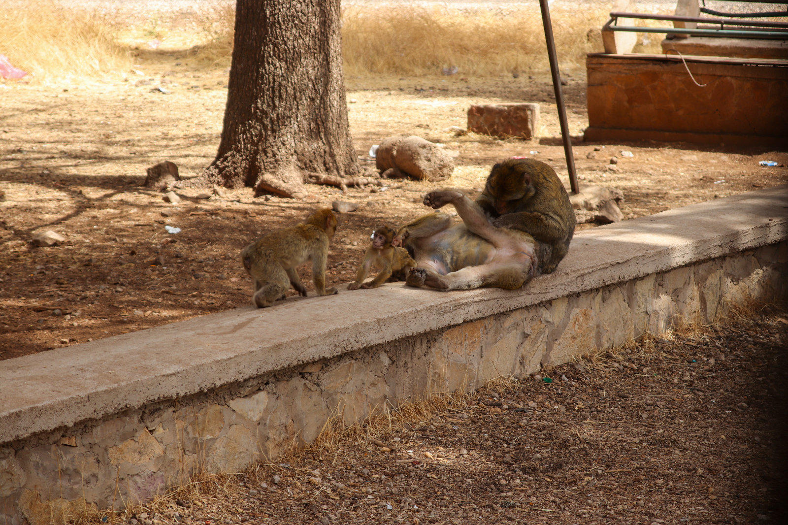 Ein erwachsener Affe sitzt auf einer niedrigen Steinmauer und h&auml;lt sein Bein; zwei junge Affen stehen in der N&auml;he. Im Hintergrund ein Baumstamm, trockener Boden und ein Metallgestell