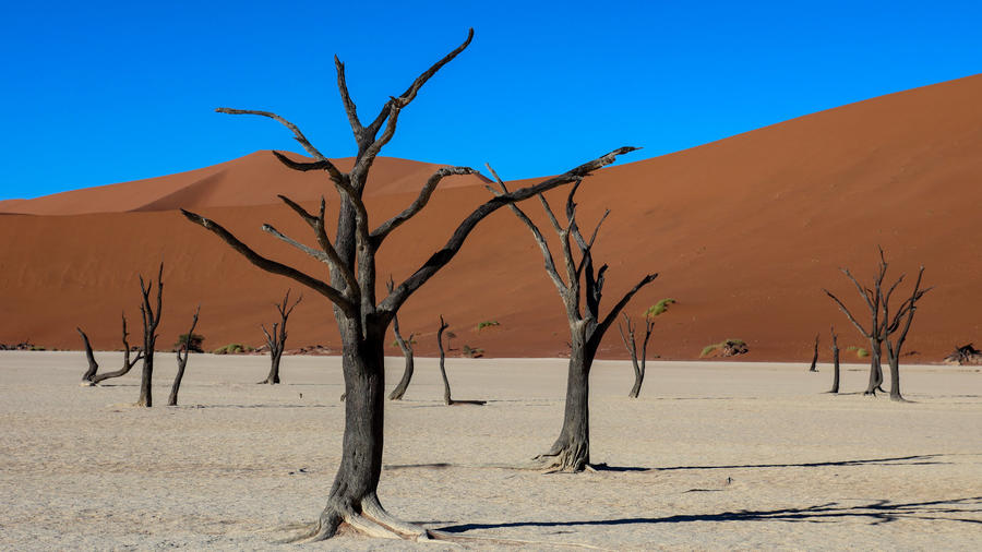 Dunkle, blattlose B&auml;ume auf hellem, rissigem Lehmboden vor hohen orangefarbenen Sandd&uuml;nen und klarem blauem Himmel