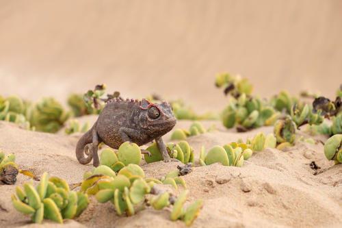 Kleines braunes Reptil mit aufgerolltem Schwanz und gerauter Haut auf sandigem Untergrund zwischen kleinen sukkulenten Pflanzen