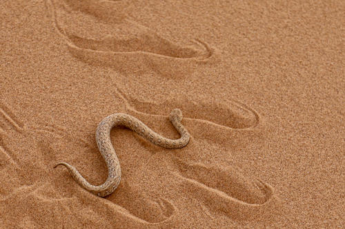 Sandfarbene, schlanke Schlange auf welligem Sand mit geschwungenen Spuren