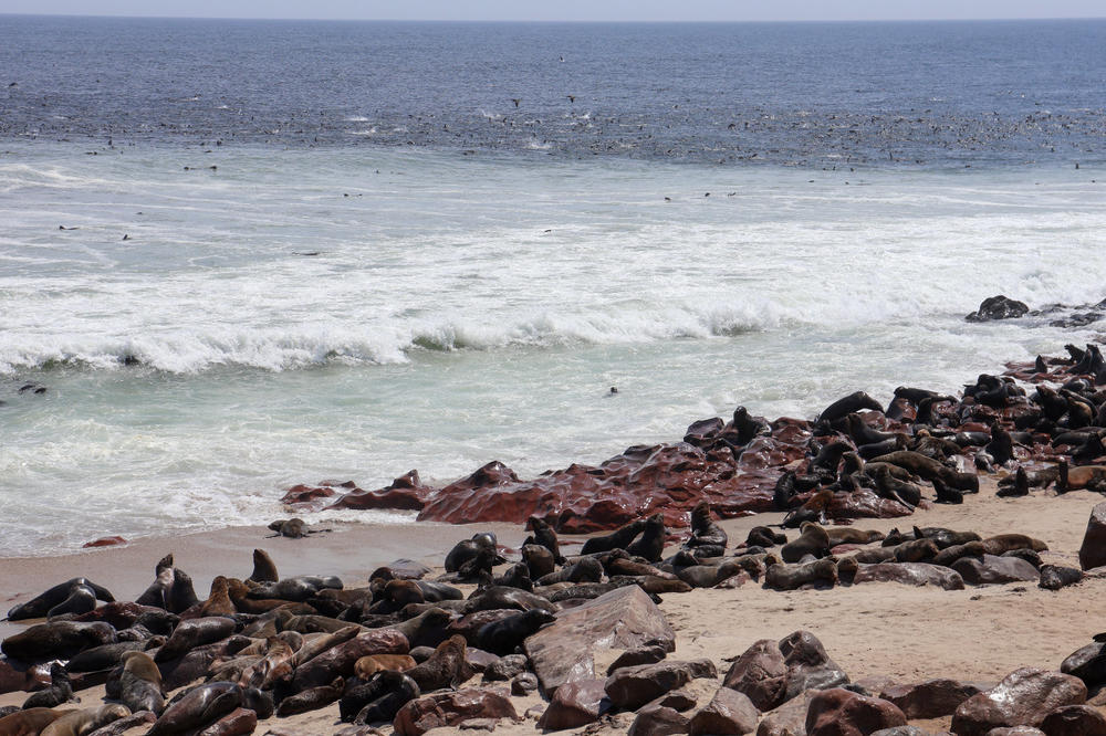 Viele Robben liegen auf Sand und Felsen am Meer, im Hintergrund brechende Wellen