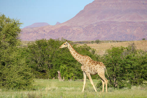 Giraffe auf Grasfl&auml;che neben B&uuml;schen, Berge im Hintergrund und blauer Himmel