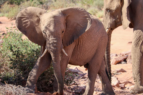 Ein kleinerer Elefant steht frontal, ein weiterer Elefant ist rechts teilweise sichtbar; trockener, steiniger Boden und B&uuml;sche im Hintergrund