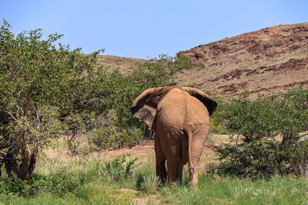 Elefant von hinten auf grasbewachsenem Feld mit B&uuml;schen, Felsen und blauem Himmel