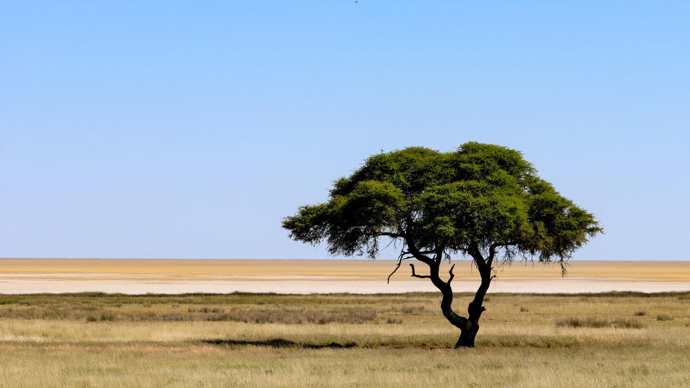 Ein einzelner Baum auf flachem Grasland unter klarem blauem Himmel und hellem Horizont